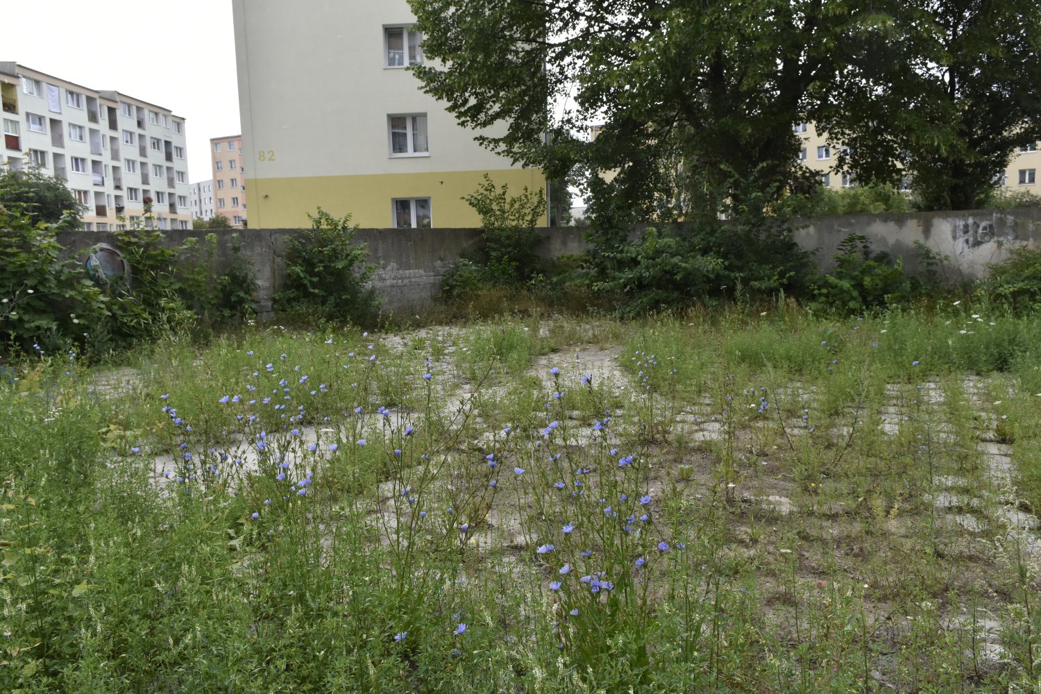 Slide Image