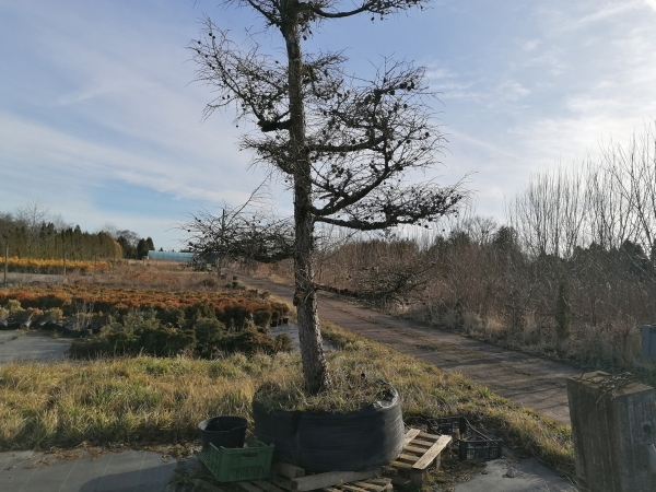Slide Image
